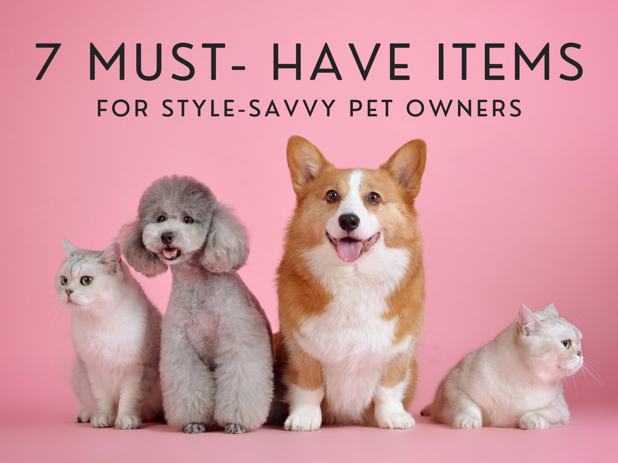 Must Have Pet-Products for New Pet Owners